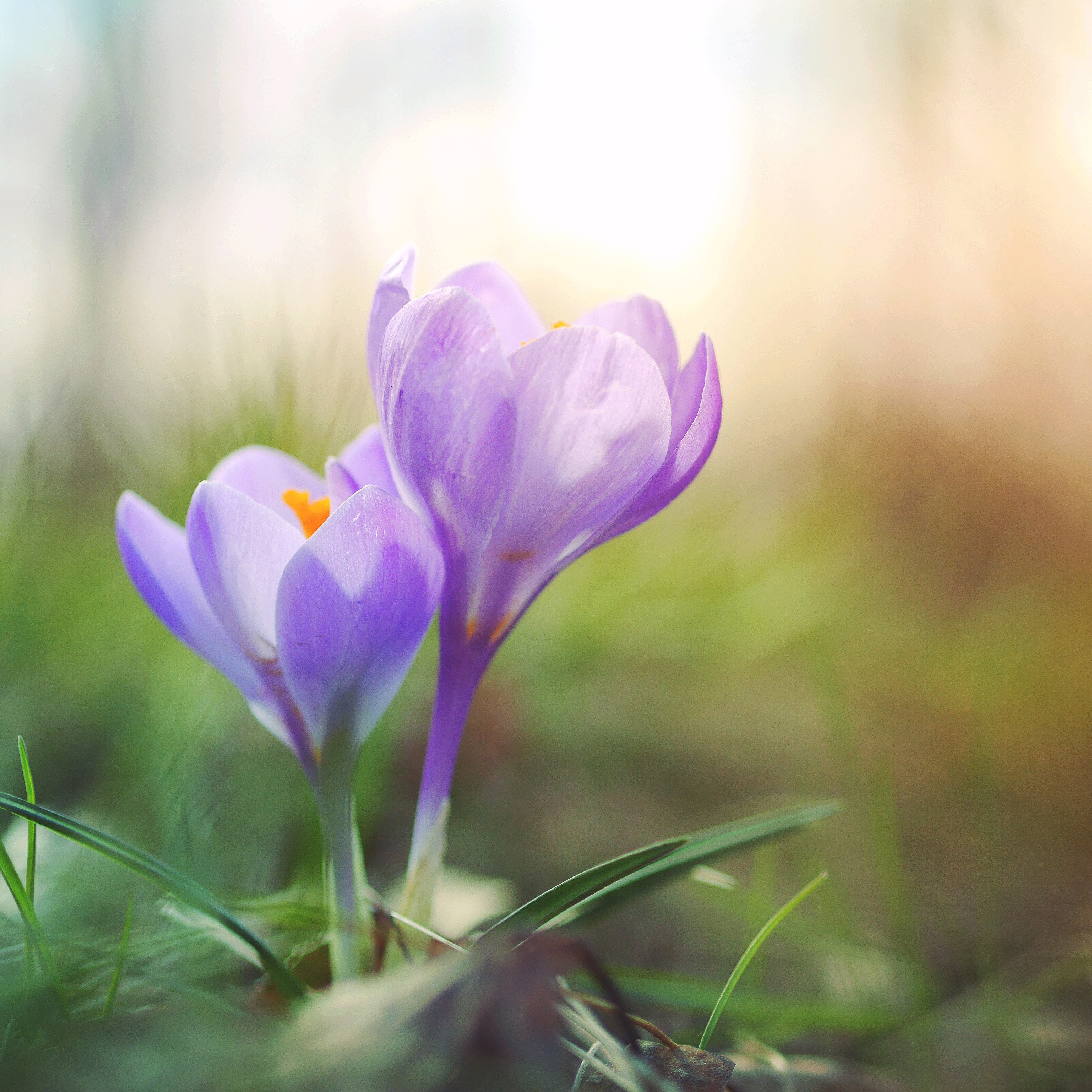 aaron-burden-77427-unsplash violet flower